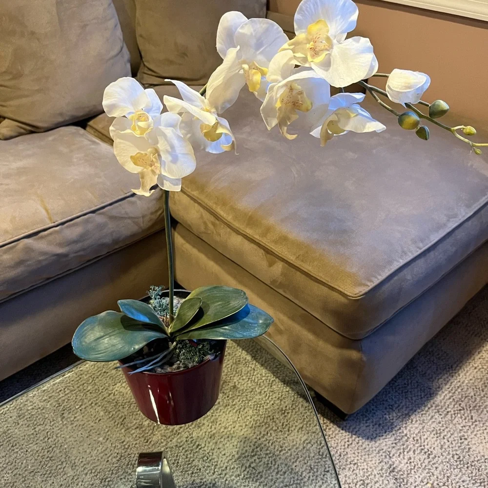 Elegant White Orchid in Red Pot